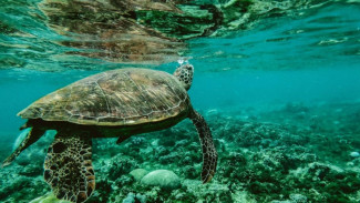 Rekomendasi 5 Spot Diving di Togean, Surga Terlupakan yang Cocok untuk Penjelajah Sejati
