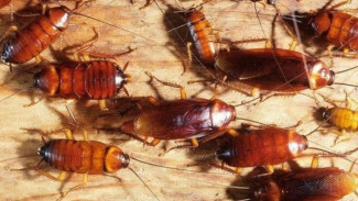 6 Tips Ampuh Basmi Kecoa Tanpa Menggunakan Bahan Kimia Berbahaya