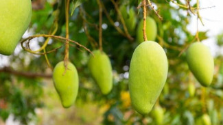 Rahasia Menanam Mangga di Rumah, Panen Manis Tanpa Punya Kebun Luas!
