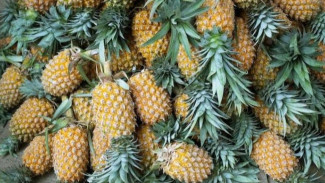 Cara Menanam Nanas Secara Hidroponik di Rumah, Panduan Praktis untuk Pemula