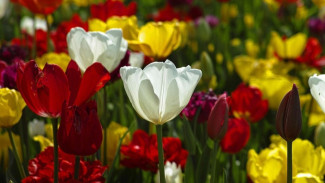 9 Taman Bunga di Kota Batu yang Bikin Serasa Masuk ke Dunia Dongeng!