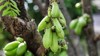 Bikin Iri Tetangga! Begini Cara Menanam Belimbing Wuluh di Rumah dengan Hasil Melimpah