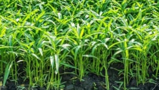 Bisa Panen dalam Waktu Singkat, Ini 5 Tips Menanam Kangkung di Rumah dengan Cara Paling Praktis