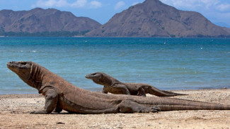 Kisah Penemu Kadal Purba di Pulau Komodo: Ternyata Bukan Orang Indonesia