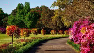 Liburan Hemat! Ini 7 Tempat Wisata di Bogor yang Gratis Tiket Masuk