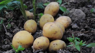 Konsumsi Kentang Bisa Mematikan? Ini Fakta Ilmiah yang Jarang Diketahui