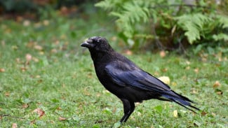 Bukan Sekadar Mitologi, Ini Alasan Ilmiah Gagak Dianggap Sebagai Pembawa Berita Duka