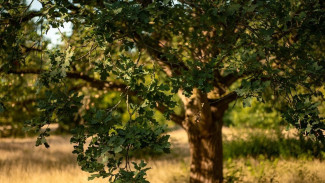 Jangan Pacaran di Sini! Pohon Pengantin di Salatiga Konon Sebabkan Putus Cinta