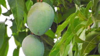 Hati-Hati Tertipu! Ini Tips Membedakan Mangga Harum Manis Asli dan Palsu di Pasar