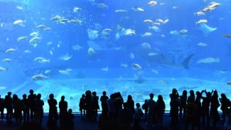 Harga Tiket dan Panduan ke Jakarta Aquarium, Tempat Ngedate Akhir Pekan