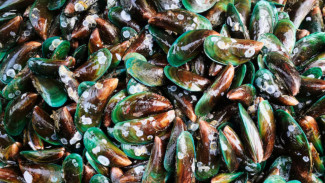 Resep Kerang Hijau Saus Tiram yang Gurih dan Mudah Dibuat