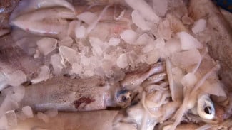7 Tips Menyimpan Cumi di Kulkas agar Tahan Lama dan Tetap Segar