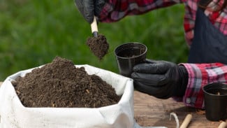 Trik Membuat Pupuk ‘Ajaib’, Bikin Tanaman Berbuah Lebat Meski di Luar Musim!