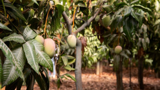 Trik Jitu Merangsang Tanaman Cepat Berbunga dan Berbuah Lebat Pakai Bahan Dapur