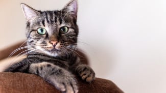 Trik Basmi Kutu Kucing dalam 5 Menit, Ampuh Buat Semua Ras