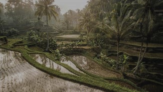 Itinerary Seharian di Ubud, dari Wisata Alam hingga Kulineran Khas Bali