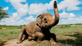 Cara Pergi ke Way Kambas dari Jakarta, Lihat Anak Gajah yang Viral di TikTok