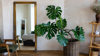 10 Tanaman Hias Indoor yang Punya Manfaat Luar Biasa untuk Kesehatan & Aura Positif