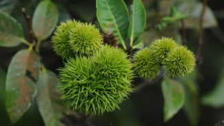 5 Fakta Unik Tanaman Saninten:' Si Rambutan Hutan' Langka Bernilai Ekonomis, Yuk Lestarikan Bersama!
