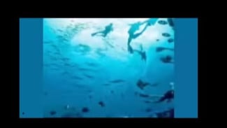 Kamu Lihat Ikan atau Wajah? Jawabanmu Bisa Ungkap Kalau Kamu Mudah Dibohongi atau Super Cerdas!