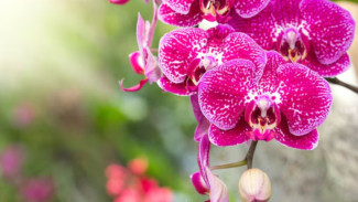 Perawatan Anggrek Bikin Pusing? Simak Trik Praktis Agar Anggrek Rajin Berbunga