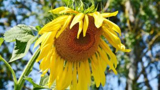 Cara Cepat Mengatasi Tanaman Layu dan Kering: Tips Praktis untuk Pencinta Tanaman