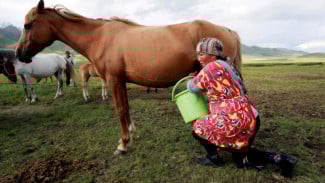 Kisah Sukses Usaha Susu Kuda Liar yang Memberdayakan Peternak Lokal di Tulungagung