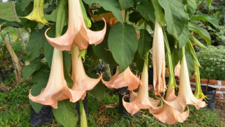 5 Tanaman Hias dengan Bunga Cantik tapi Beracun, Salah Satunya Kecubung