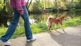 Mengenal Profesi Dog Walker, Pekerjaan Unik yang Bisa Raup Miliaran Rupiah per Tahun