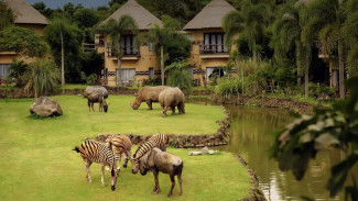 Tidur Bareng Zebra dan Badak di Mara River Safari Lodge Bali, Serasa di Afrika!