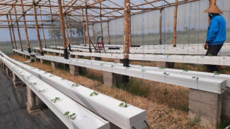 Petani Milenial Kediri Andalkan Teknologi Dongkrak Produksi Sayur dan Buah, Pendapatan Tembus Puluhan Juta