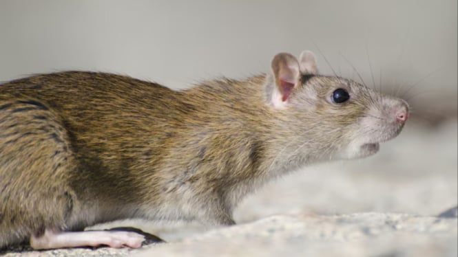 Ilustrasi tikus