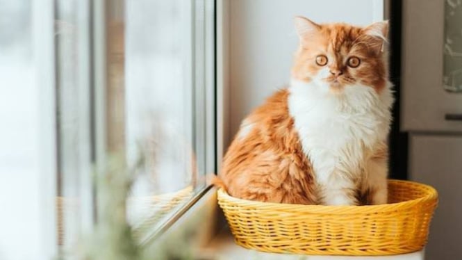 Ilustrasi memelihara kucing di rumah