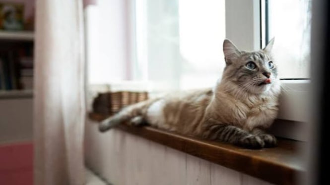 Ilustrasi memelihara kucing di rumah