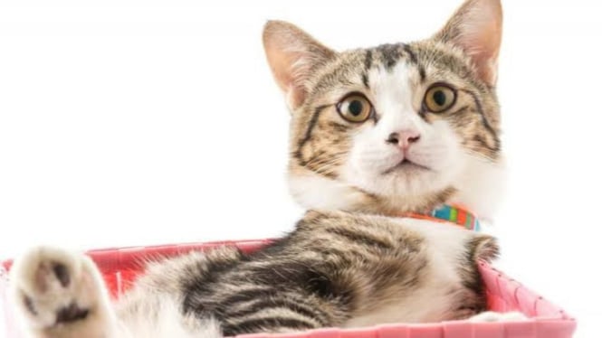 Ilustrasi memelihara kucing di rumah