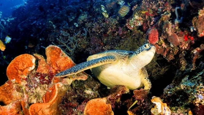 Diving di Bunaken