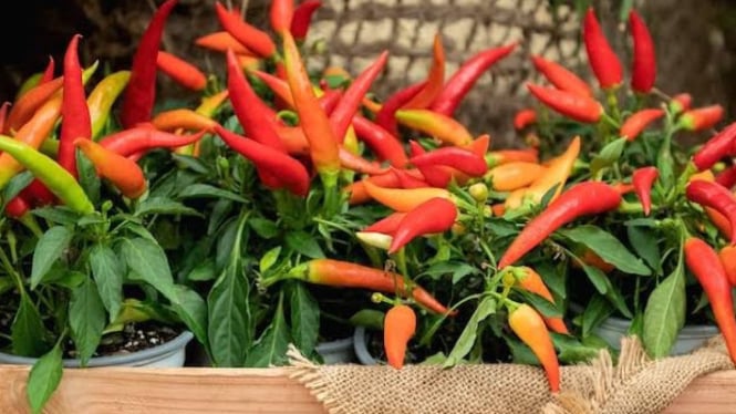 Tips menanam cabe