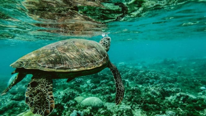 Ilustrasi pemandangan bawah laut