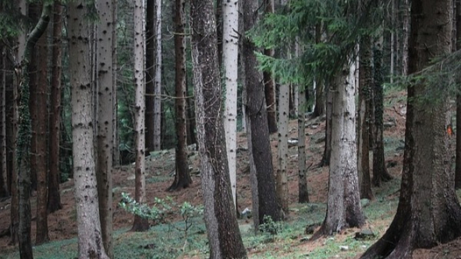 Ilustrasi hutan