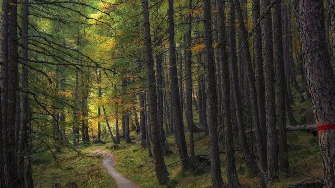 Ilustrasi hutan