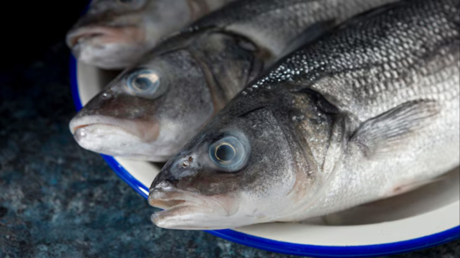 Ilustrasi ikan segar