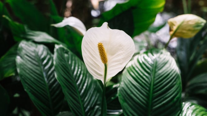 Peace lily