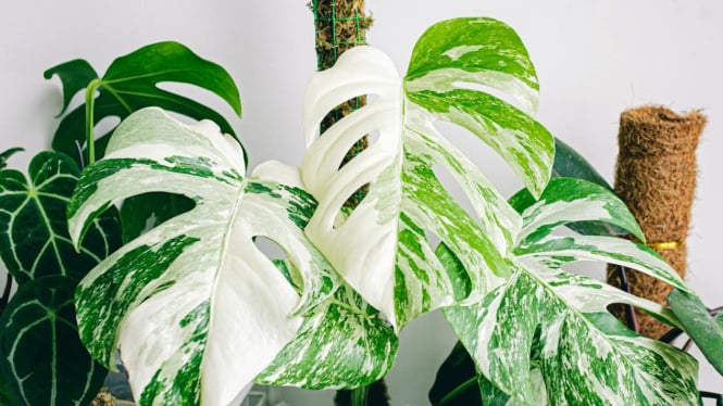 Monstera