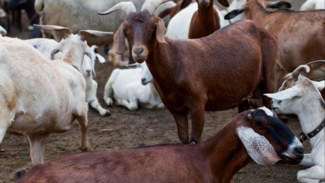 Ilustrasi kambing