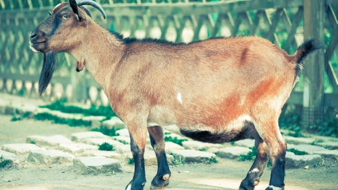 Kambing