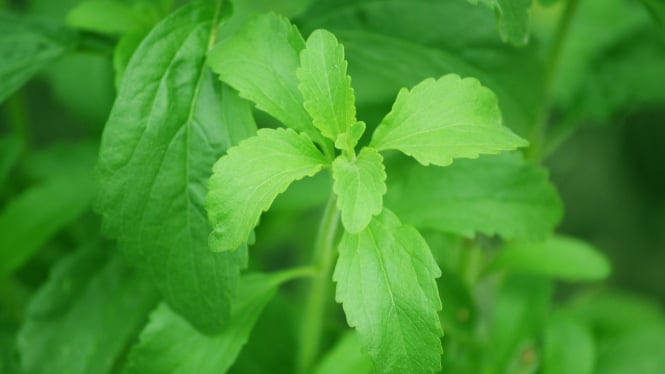 daun stevia