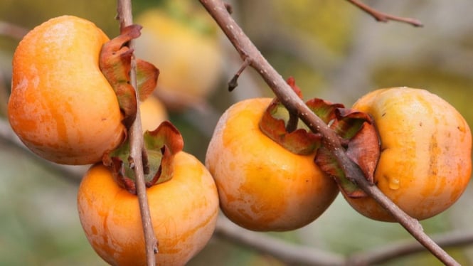 Buah Kesemek