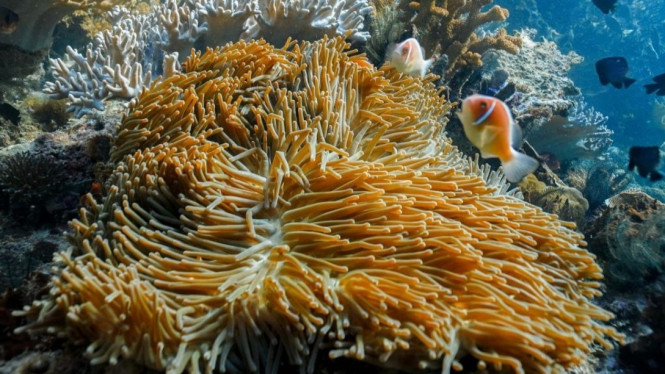 Pemandangan bawah laut Raja Ampat