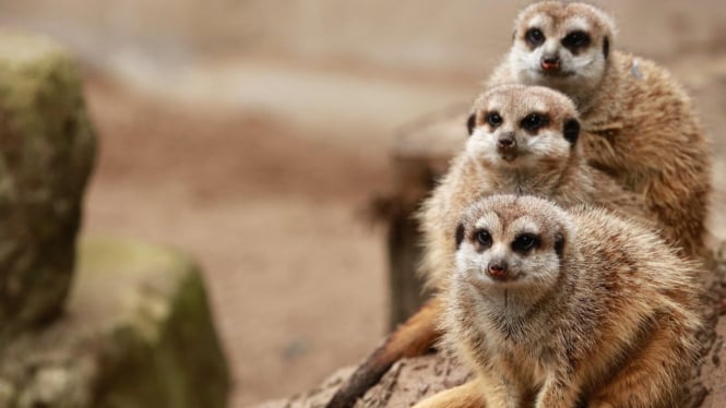 Ilustrasi hewan meerkat