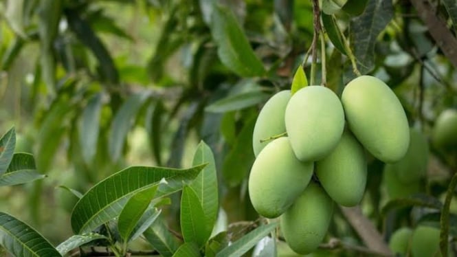 Ilustrasi pohon mangga